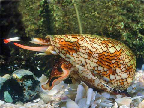 Il Conus Magus, un killer preciso e spietato...